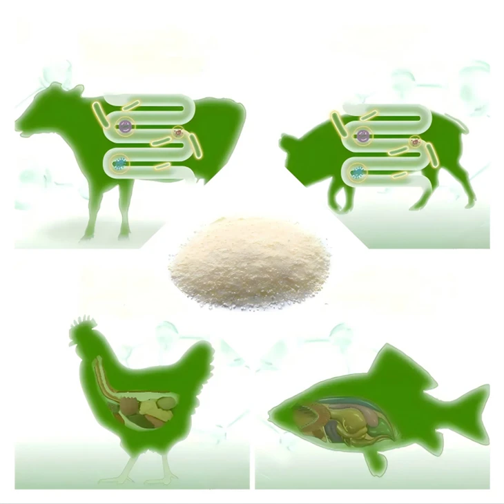 Enterococcus Faecalis